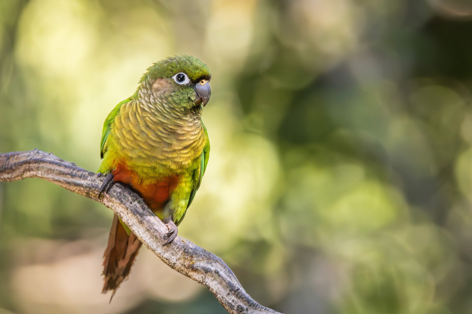 image Maroon-bellied Parakeet